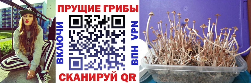 Галлюциногенные грибы мухоморы  купить   Бор 